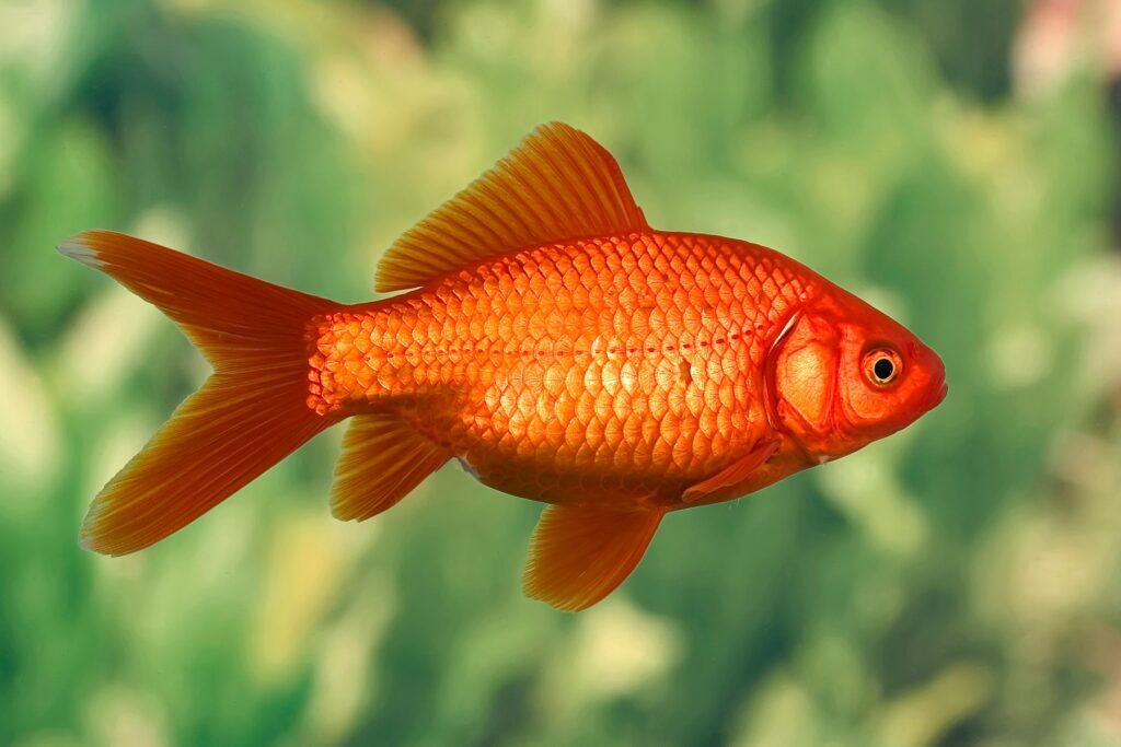 Beautiful view of Goldfish For Tiny Bathrooms