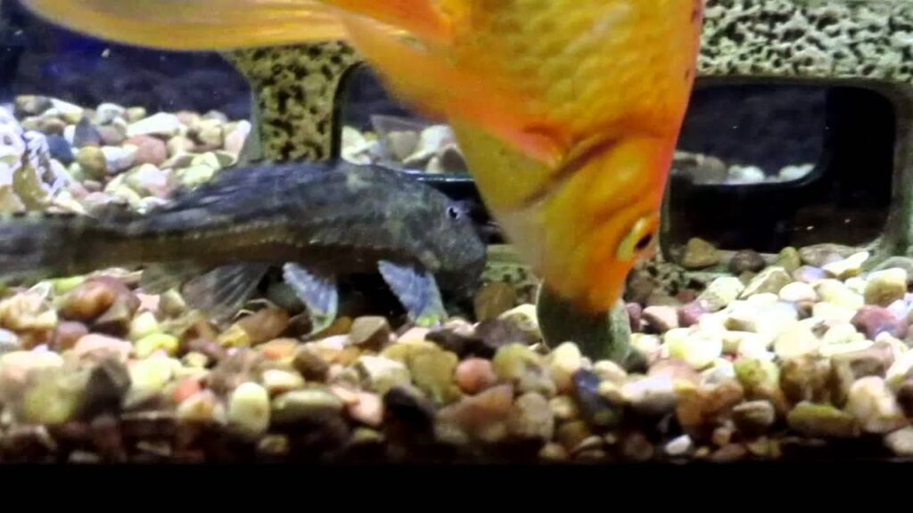 How long can goldfish go without food BEST CANISTER